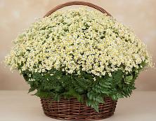 Цветочная композиция из Ромашки в корзине #REPLACE_PRED# Локне