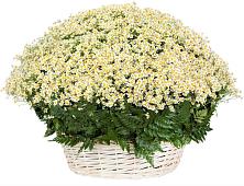 Цветочная композиция из Ромашки в корзине #REPLACE_PRED# Локне